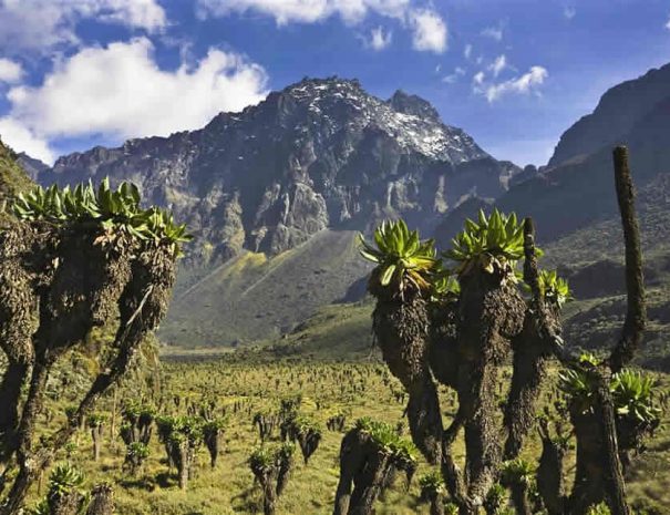 Ruwenzori Mountains Climbing