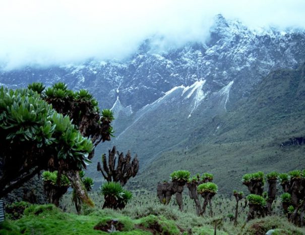 Ruwenzori Mountains Climbing