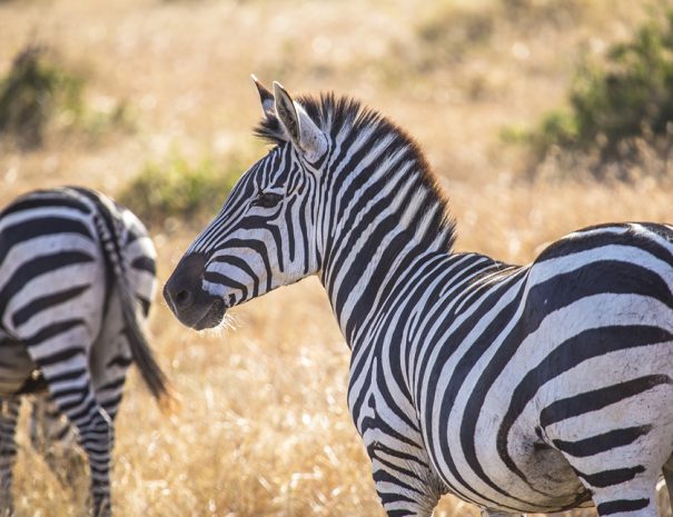 mountain climbing and safari