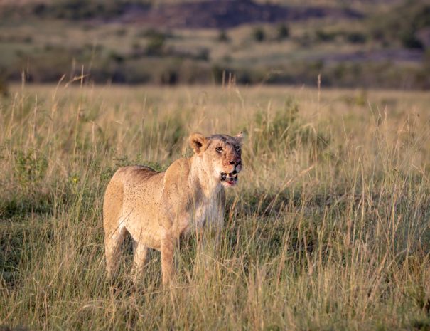 mountain climbing and safari