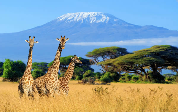 Climb mount kilimanjaro on a budget