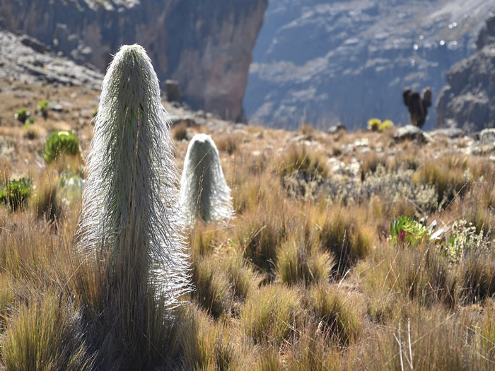 mount kenya climbing guide